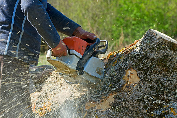 How Our Tree Care Process Works  in  Milton, WI