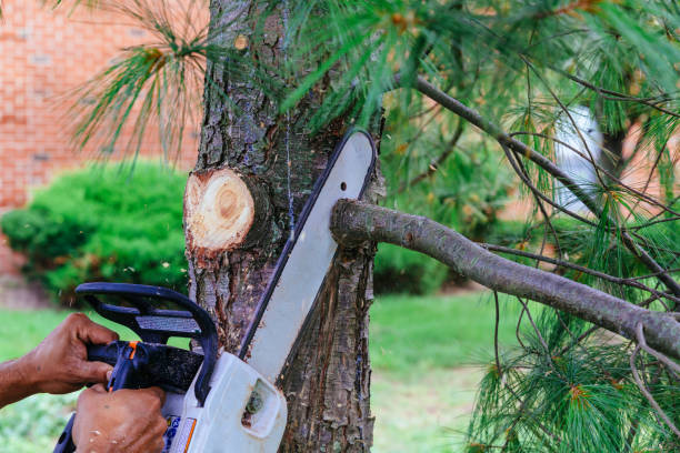 Best Firewood Processing and Delivery  in Milton, WI